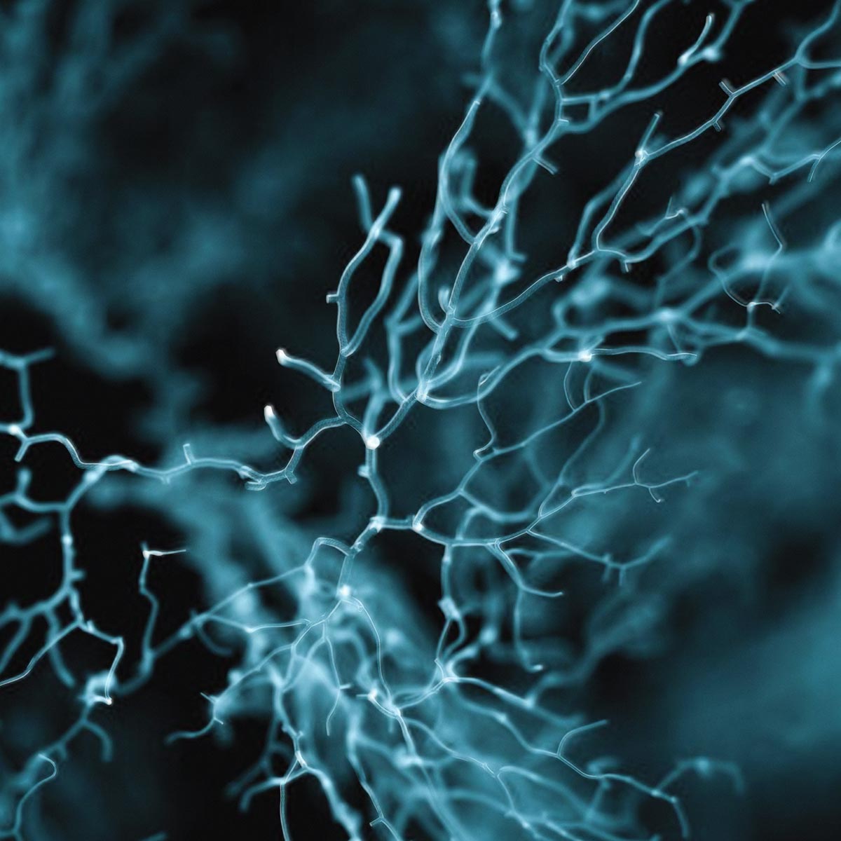 neuron image